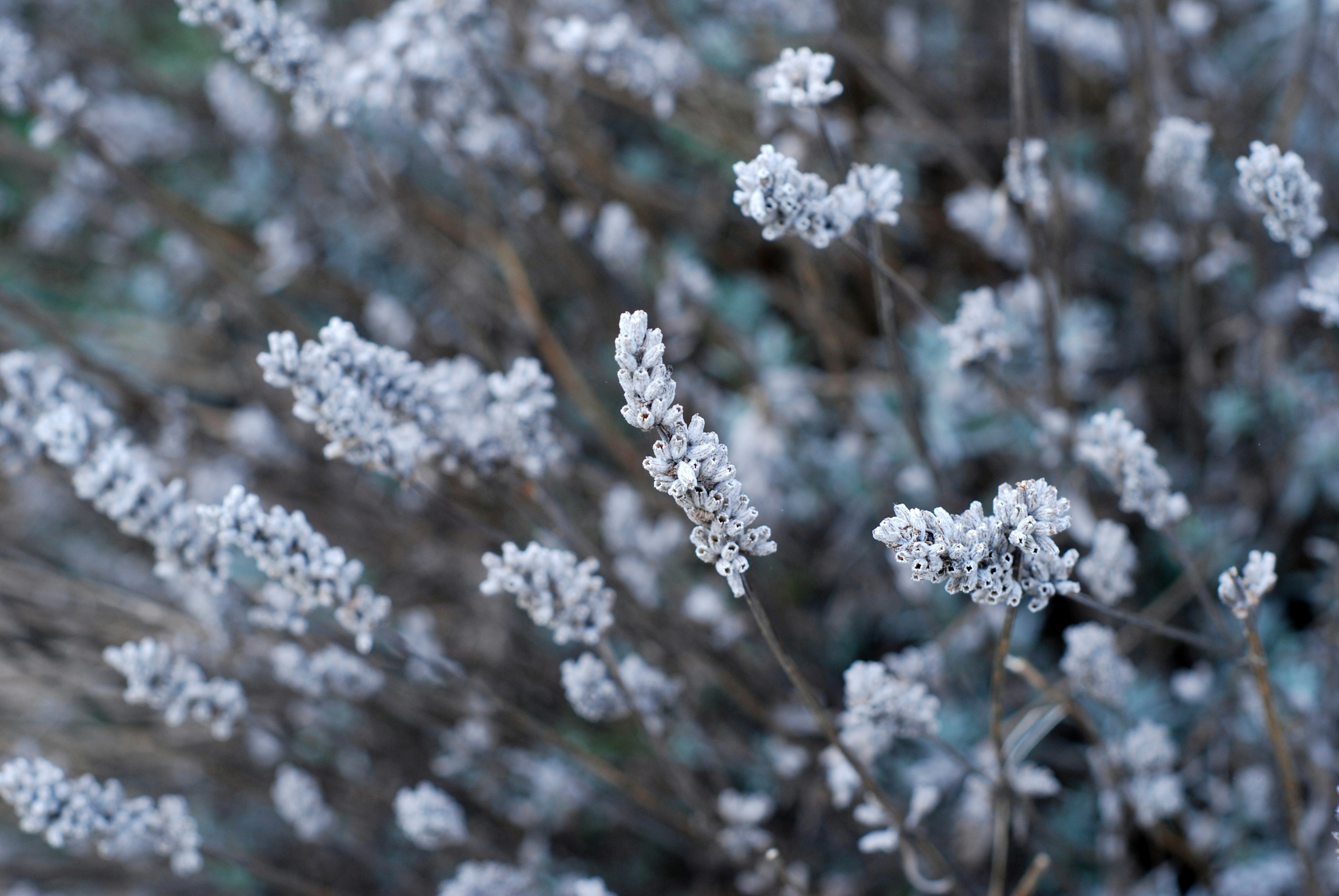 white flowers